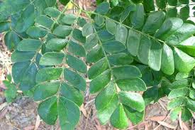 Image result for Samanea leptophylla