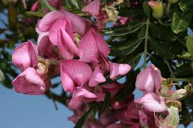 Image result for Virgilia