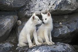 Arctic wolves pack in wildlife, winter forest extremely rare shot of an arctic wolf family in wildlife. Charming Photos Of Arctic Wolf Pups With Red Flowers Baby Wolves Wolf Pup Arctic Wolf