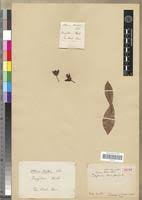 Image result for Ochna macrocalyx