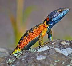 Funny Wildlife Southern Tree Agama By Heidi Schweikert Reptiles And Amphibians Reptilia Animals