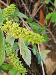 Image result for Combretum butyrosum