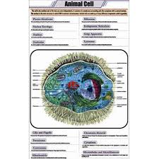 Animal Cell Chart India Animal Cell Chart Manufacturer