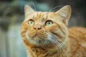 To see a black cat means that you have some hesitation in determining what you actually want out of life. What Does Mean If The Cat Appeared In A Dream By Shriastro