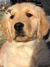 To learn more about each adoptable dog, click on the i icon for some fast facts or click on their name or photo for full details. Akc Registered Golden Retriever Puppies Louisiana Sportsman Classifieds La