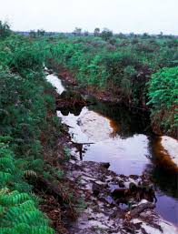 Image result for Pycreus nigricans