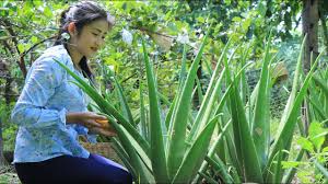 Aloe vera (/ˈæloʊiː/ or /ˈæloʊ/) is a species of succulent plant in the genus aloe. The Biggest Aloe Vera Plant In The Garden How To Make Aloe Vera Juice By Countryside Life Tv Youtube