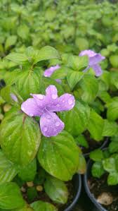 Image result for Barleria cristata