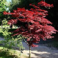 It's flowers are small and purple. Buy Red Leaved Japanese Maple Acer Palmatum Atropurpureum 10 Seeds Online Seeds Hobbyseeds Store