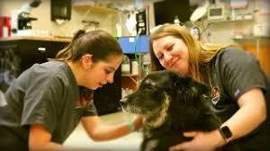 Pet doctor tūsona pasta indekss 85704. Northwest Pet Clinic Best Northwest Tucson And Oro Valley Vet