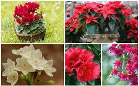 Variegated plants are notable for their multicoloured leaves and the variegation is affected by light levels. 10 Popular Christmas Houseplants Care Tips Garden Lovers Club