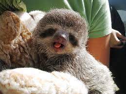 The Tongue Is Out Animales Bebe Bonitos Perezoso Mascotas