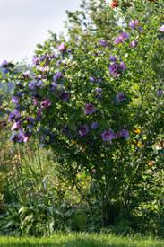 Pro jahr wächst der hibiskus im garten bis zu 30 zentimeter und kann bis zu zwei meter hoch wachsen. Hibiskus Schneiden Anleitung Und Tipps Fur Den Ruckschnitt