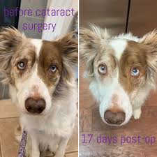 Ezri Has Clear Vision Again Thanks To Cataract Surgery So Happy For My Girl Cute Dogs Dog Aww Puppy Adorable Cataract Surgery Cataract Puppies