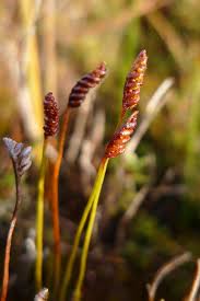 Image result for Schizaea