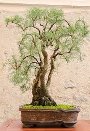 Bonsai Baum Bonsai Tree Trauerweide Weeping Willow Bonsai Tree Bonsai Art Bonsai Plants