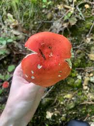 Image result for Russula sp