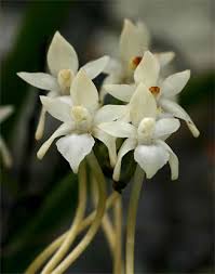 Image result for Rangaeris muscicola