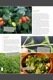 Eten In De Winter Get Out Magazine Eetbare Wilde Planten In De Winter 3 Eetbare Bloemen Planten Eten