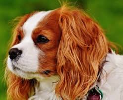 We hope the list help in your search for the perfect brown dog name. Female Dog Names That Start With The Letter C Cute Animal Names