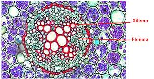 Resultado de imagen de imagenes xilema y floema