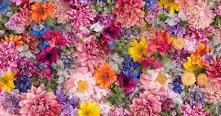 Some flowers that mean love also represent friendship, loyalty and appreciation. 45 Flower Meanings Discover The Significance Behind Each Bloom Fiftyflowers