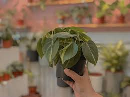Best indoor flowering plants singapore. 15 Best Plant Shops In Singapore For Starting Your Indoor Garden
