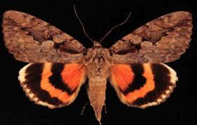 Image result for Philenoptera katangensis