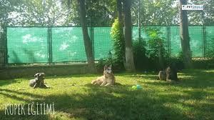 Pet Okulu Istanbul Kopek Egitimi Ve Kopek Oteli Youtube