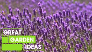 English, french, hybrids, egyptian, and spanish. Lavender Garden Great Home Ideas Youtube