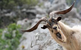 Funny Goat Wallpaper 43316 Baltana Goat Horns 1920x1200 Download Hd Wallpaper Wallpapertip Please wait while your url is generating. funny goat wallpaper 43316 baltana