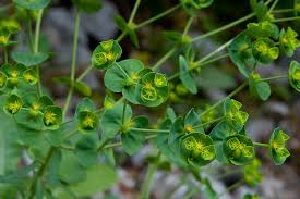 Image result for Acalypha segetalis