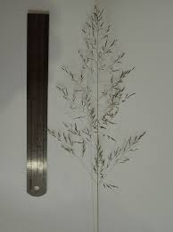Image result for Eragrostis cylindriflora