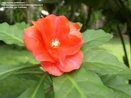 Plant database entry for rose cactus (pereskia bleo) with 7 images and 12 data details. Plantfiles Pictures Pereskia Species Chupa Leaf Cactus Rose Cactus Wax Rose Pereskia Bleo By Butterflybyrob