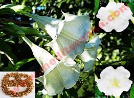 Image result for Datura inoxia