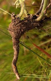 Image result for Haumaniastrum dissitifolium