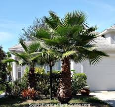 Provides a very tropical appearance to the landscape. Washingtonia Palm