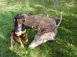 Image result for sedmihradský honič