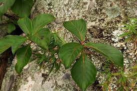 Image result for Hymenodictyon