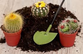 Learn tips on what a christmas cactus needs to flower at what should i do with my christmas cactus once it has finished blooming? How To Repot A Small Tall Or Large Cactus And Aftercare Terrarium Planting Guide
