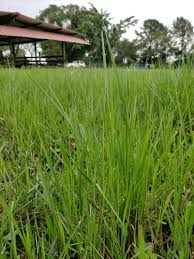 Image result for Urochloa dictyoneura