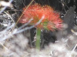 Image result for Rinorea elliptica