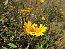 Image result for Guizotia scabra