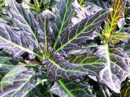 Image result for Gynura pseudochina