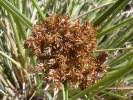 Image result for Cyperus hemisphaericus
