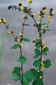 Image result for Triumfetta