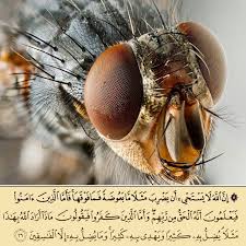 Epingle Par Messari Abdellatef Sur آيات 2 Mouches Insectes Portrait