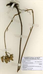 Image result for Haumaniastrum