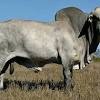 Brangus cattle are a mix of angus and brahman cattle. Https Encrypted Tbn0 Gstatic Com Images Q Tbn And9gcq8l6xkrkifhzlsgplkn7ycmn3znitjvfptxwj76jmsnhfzhuhj Usqp Cau
