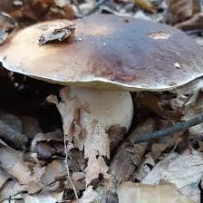Lo storico locale in corso regio parco non è solo un pezzo di storia del quartiere, ma anche un punto di riferimento per chi nel capoluogo piemontese ». Le Proprieta Dei Funghi E Come Inserirli Nella Dieta Nutrizionismi Itnutrizionismi It